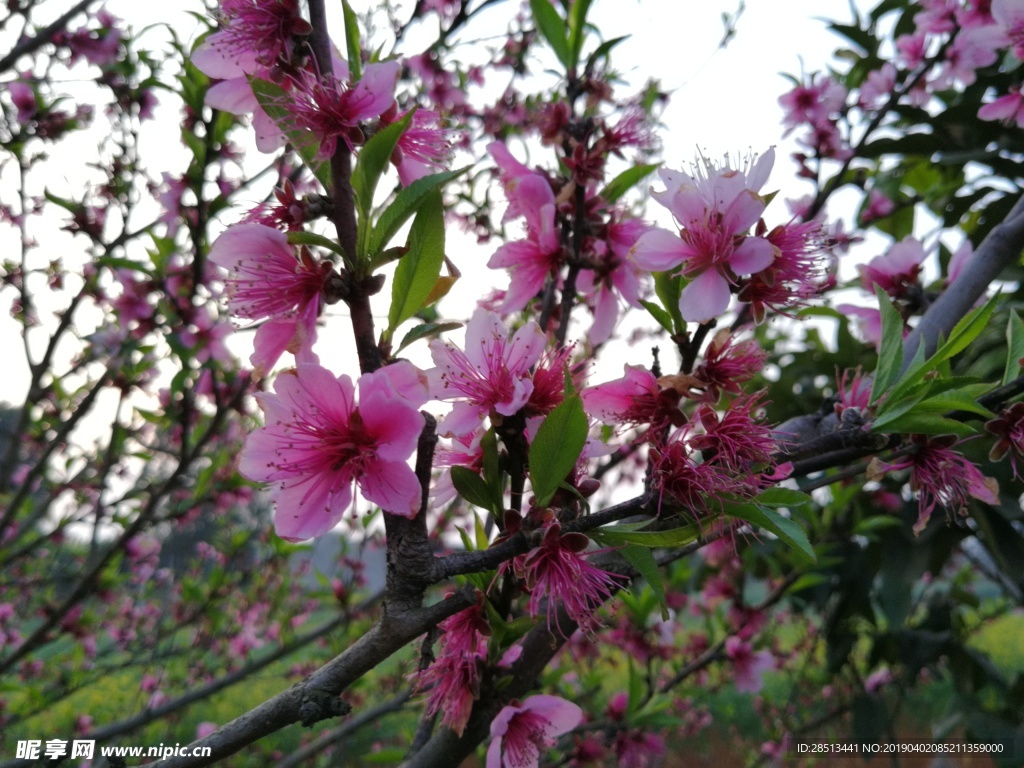 桃花