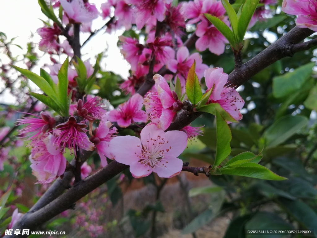 桃花