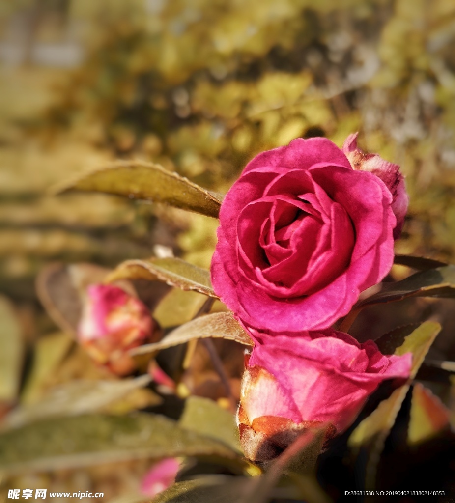 茶花