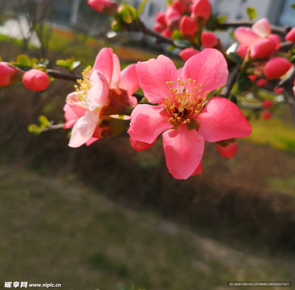 花儿