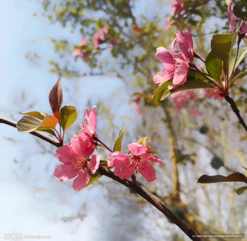 桃花