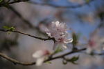 春日枝头