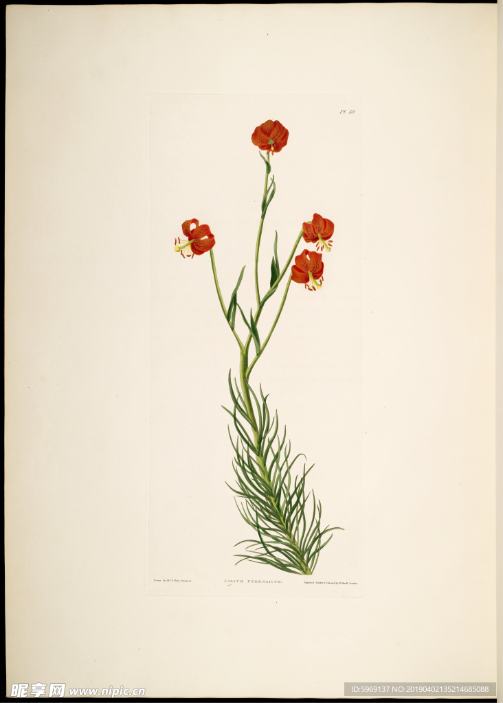 欧式美式手绘自然植物本草插画