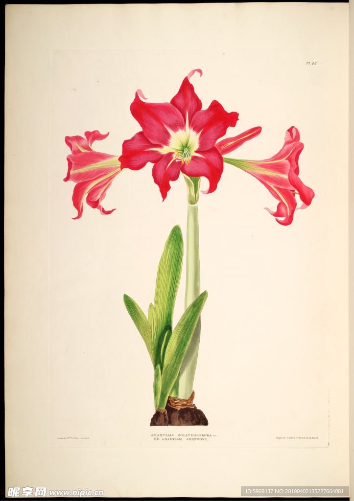 欧式美式手绘自然植物本草插画