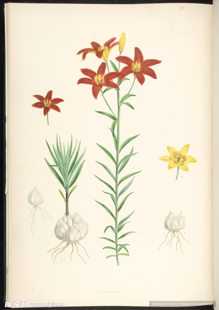 欧式美式手绘自然植物本草插画