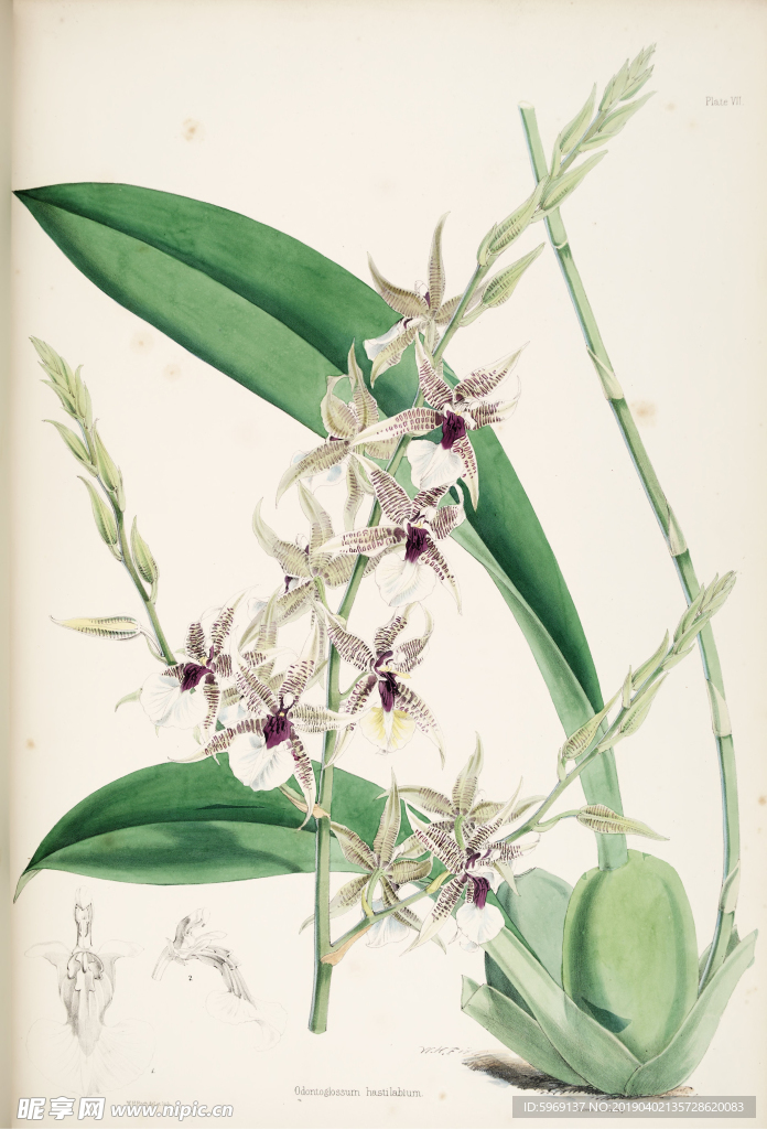欧式美式手绘自然植物本草插画