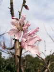 观赏桃花