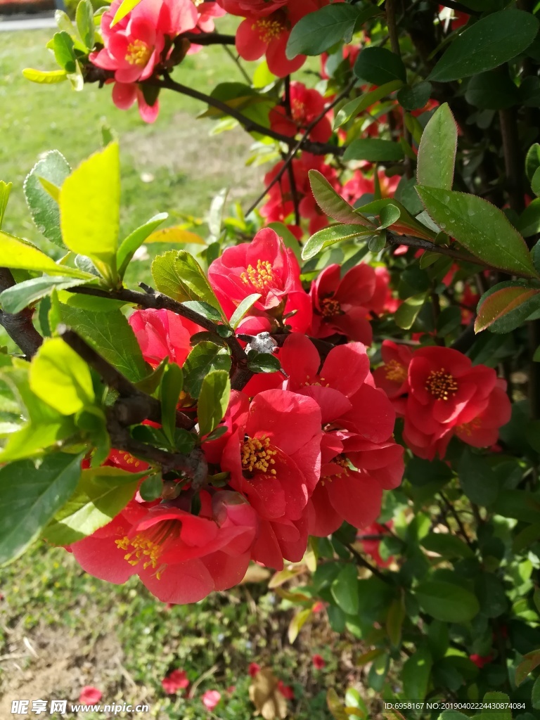海棠花