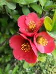 海棠花