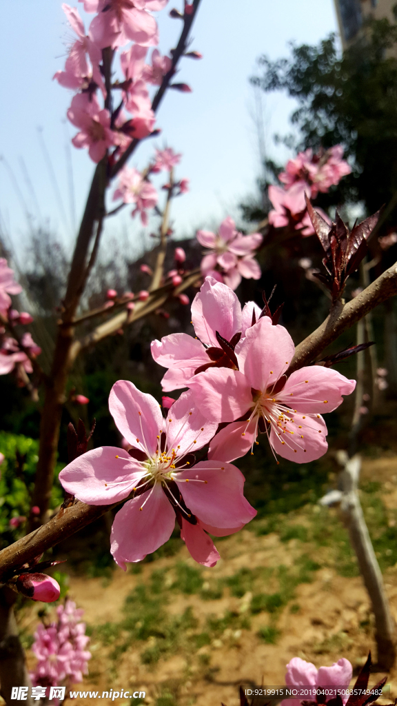 桃花