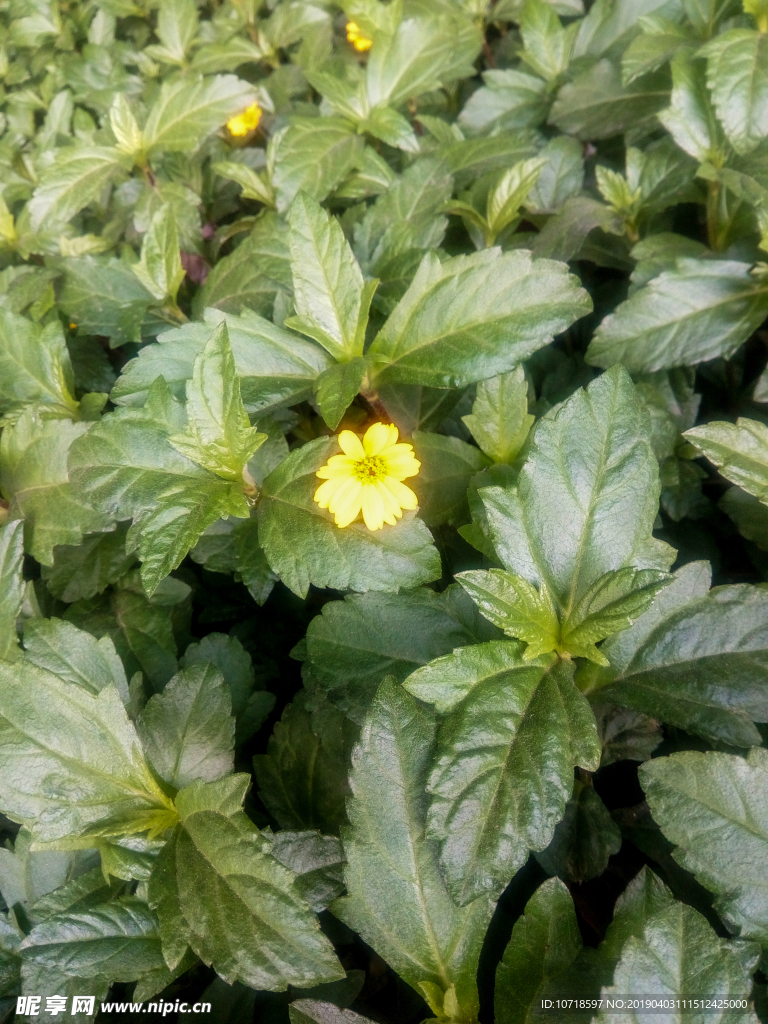 小黄花