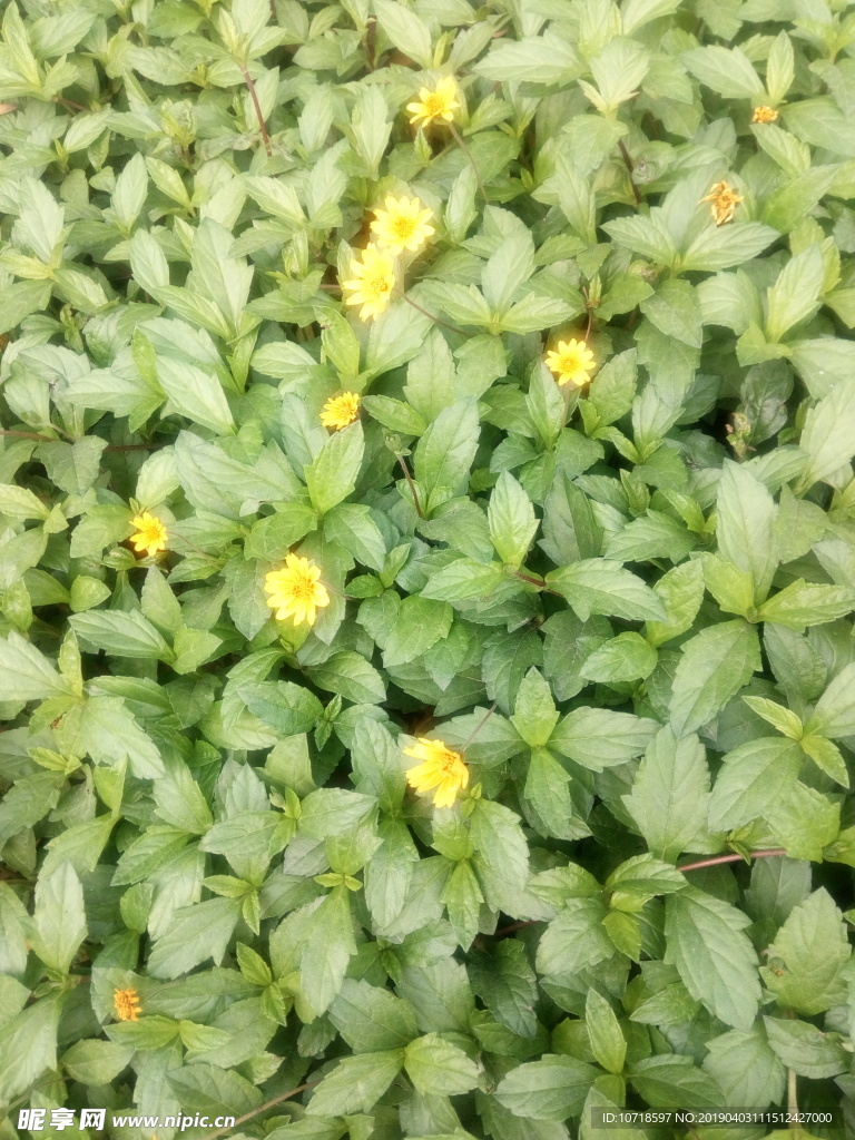 小黄花