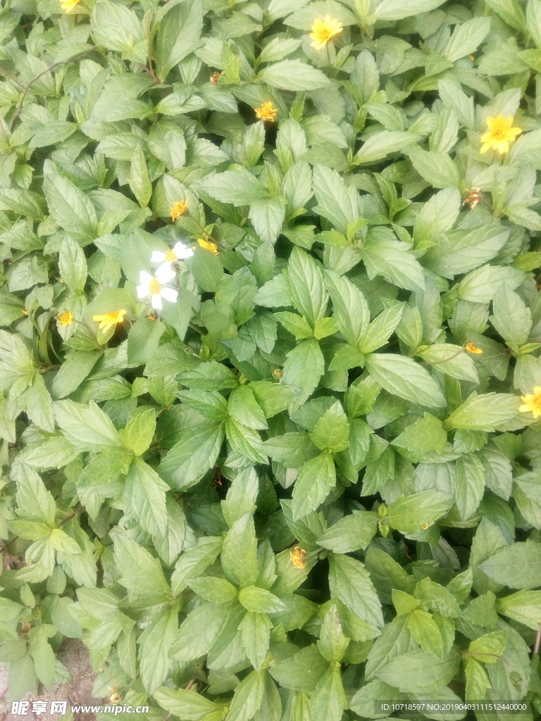 小黄花