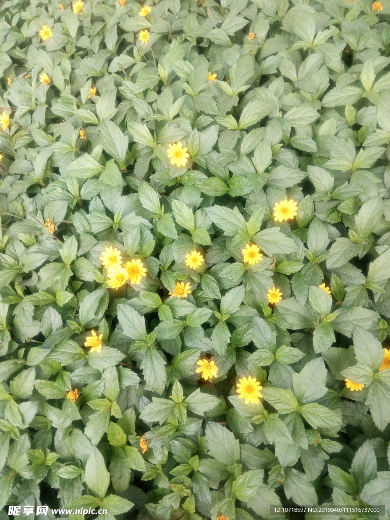 小黄花