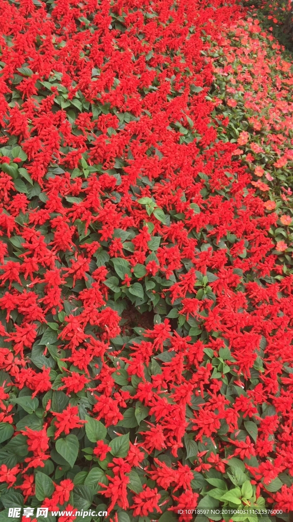 小红花