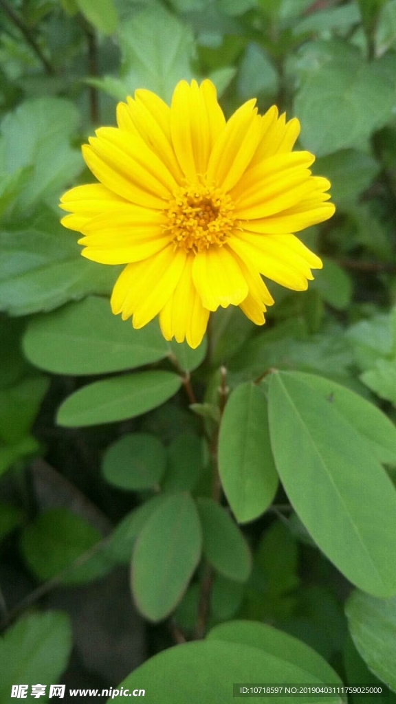 小黄花