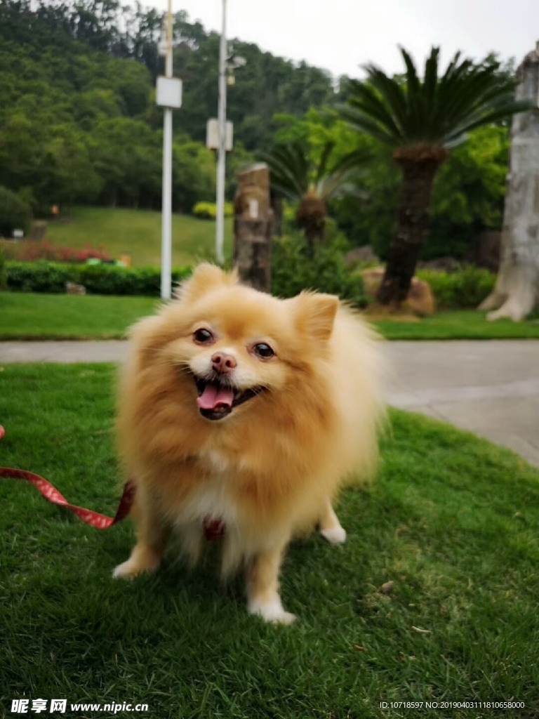 小狗狗
