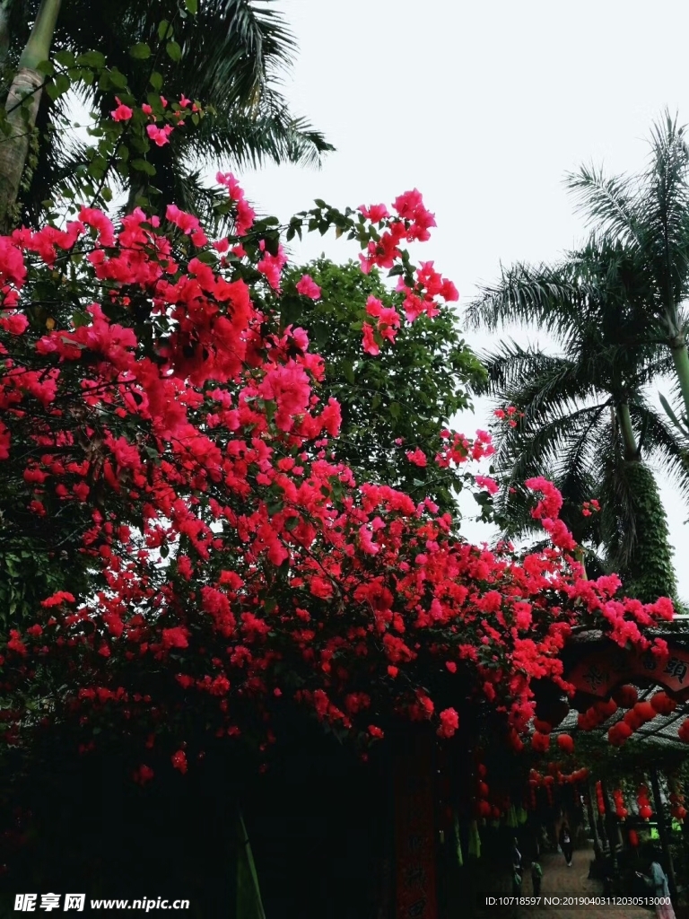 红花