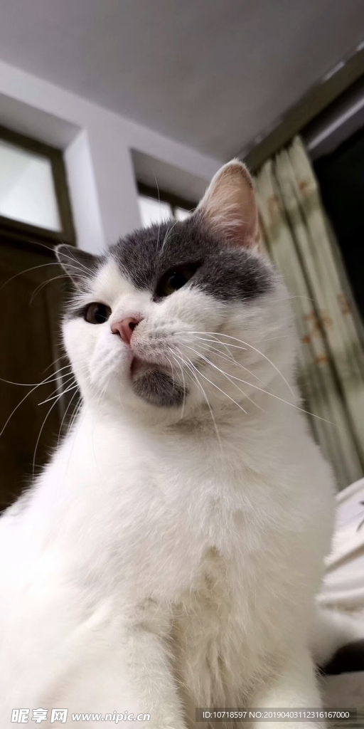 猫咪