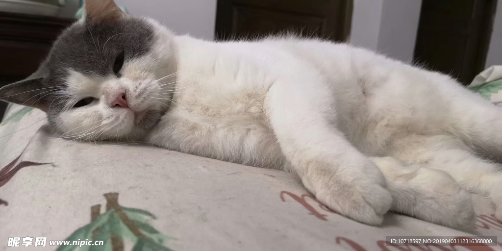 猫咪