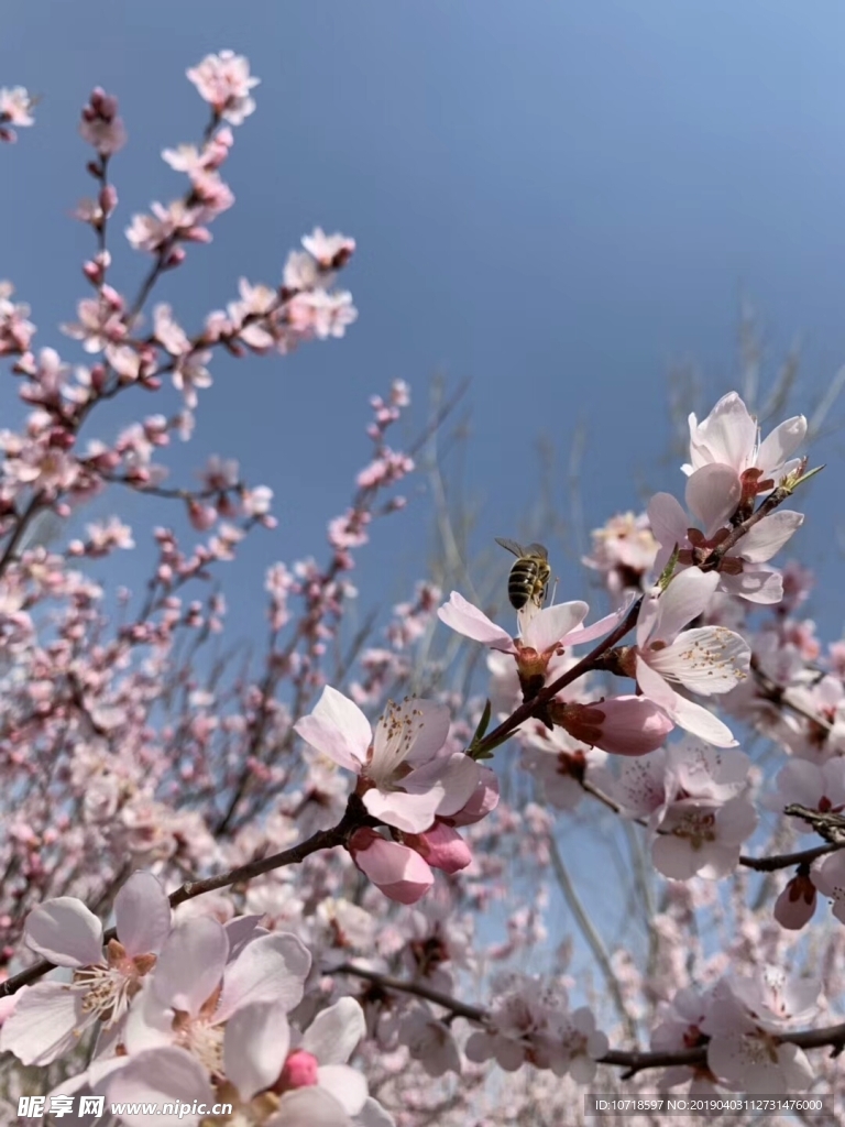 花草树木