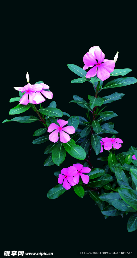 长春花