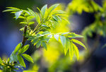 春天绿色植被
