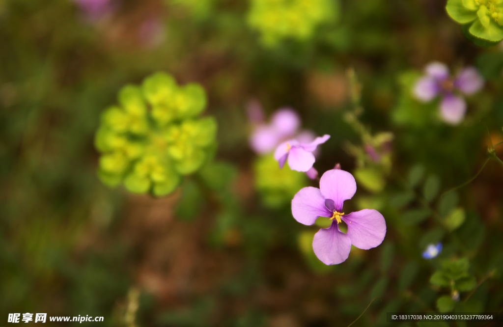 花