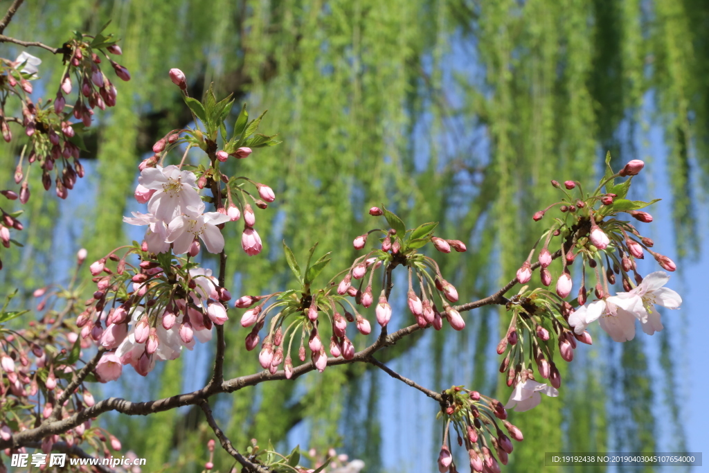樱花