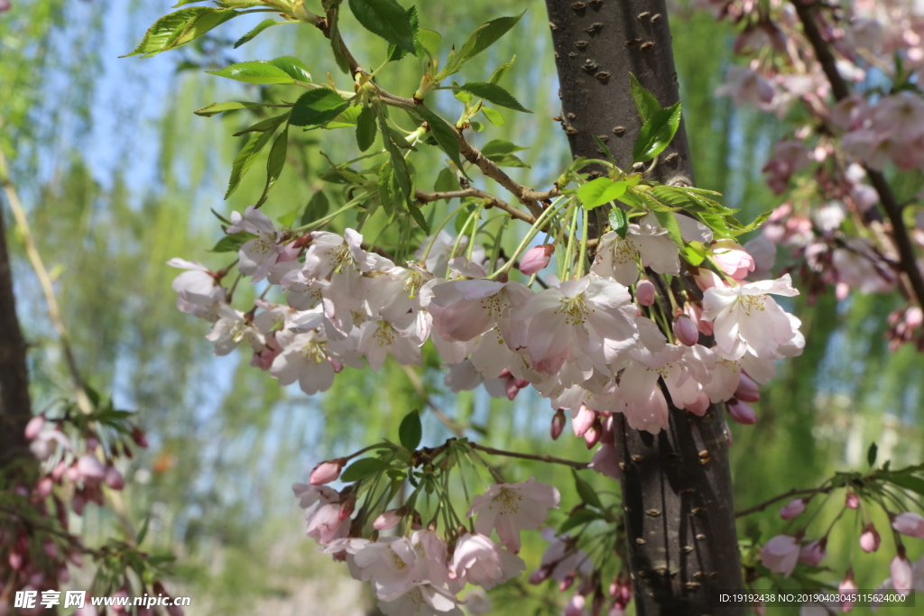 樱花