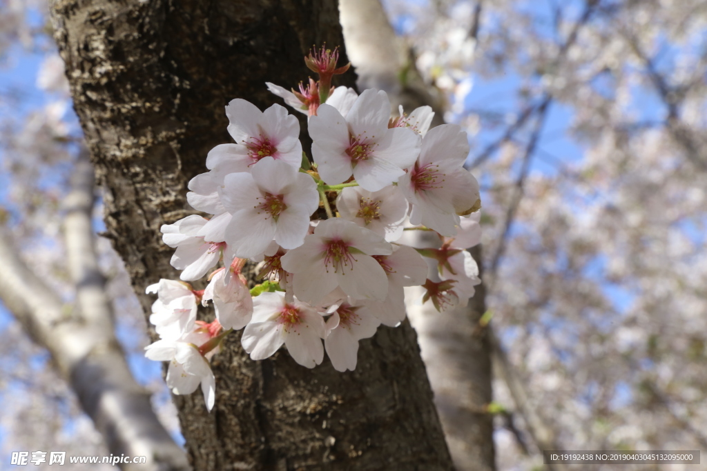 樱花