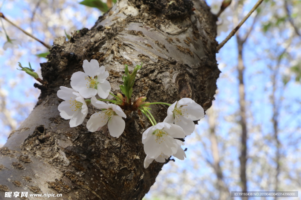 樱花