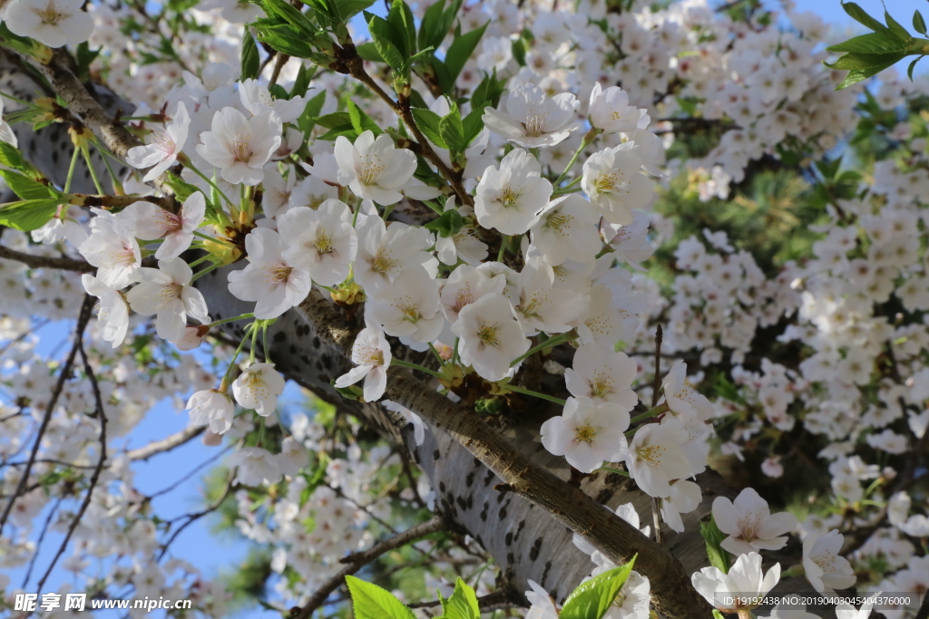 樱花