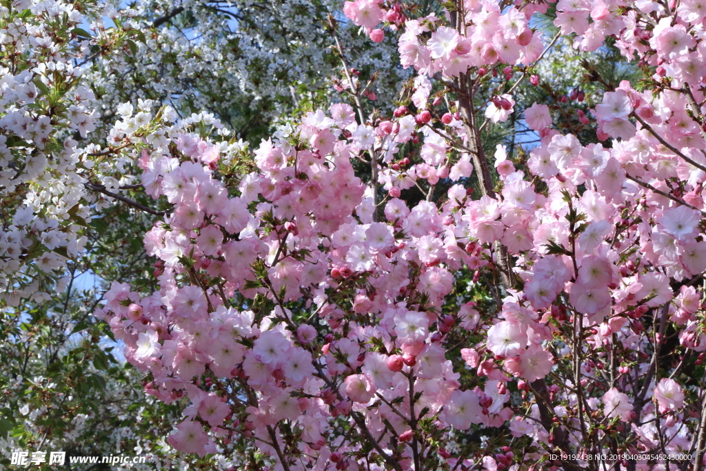 樱花