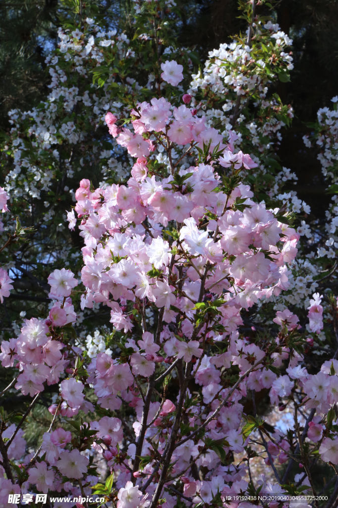 樱花