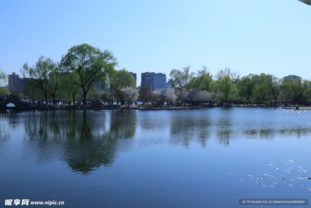 玉渊潭美景