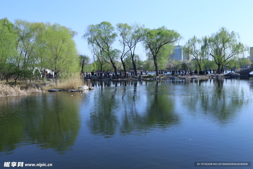 玉渊潭美景