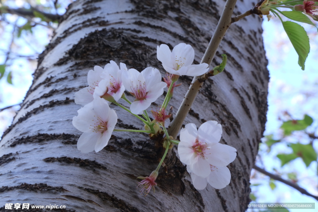 樱花