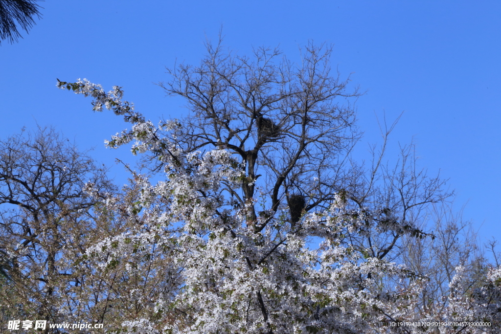 樱花
