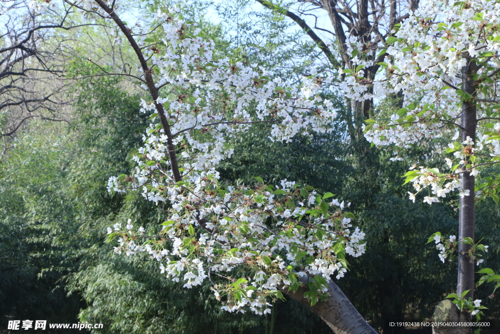 樱花