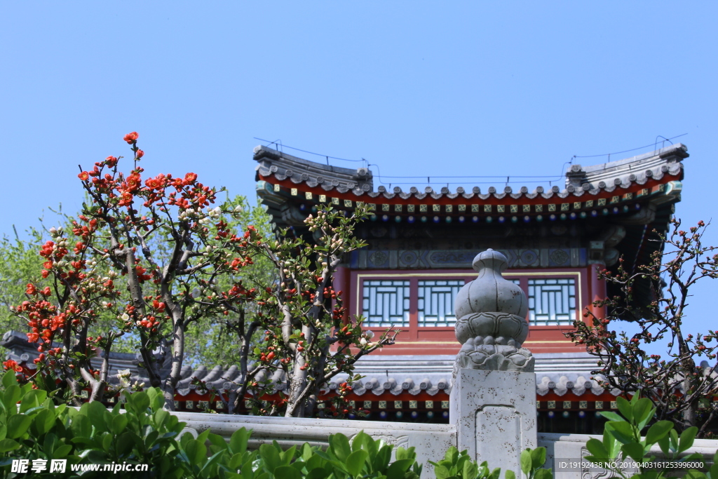 贴梗海棠花