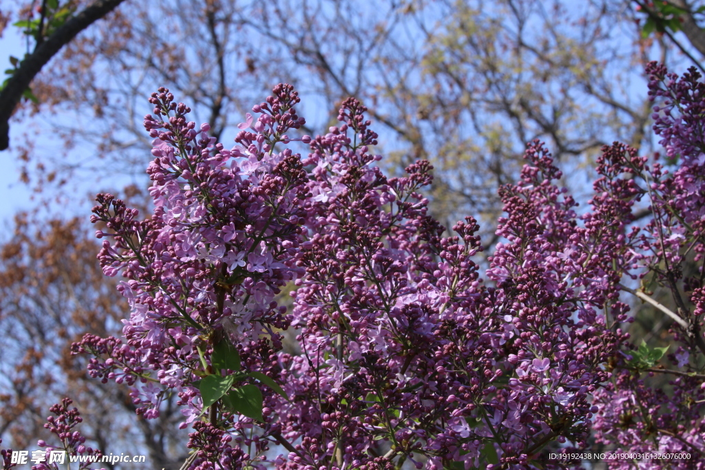 丁香花