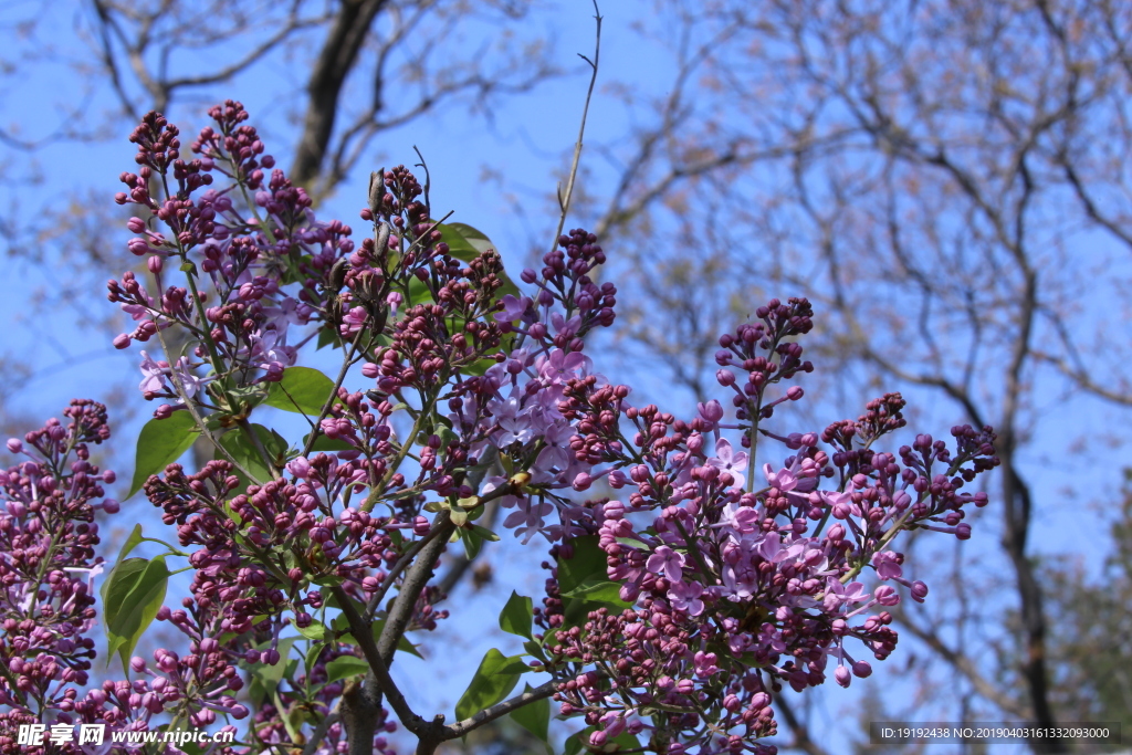 丁香花