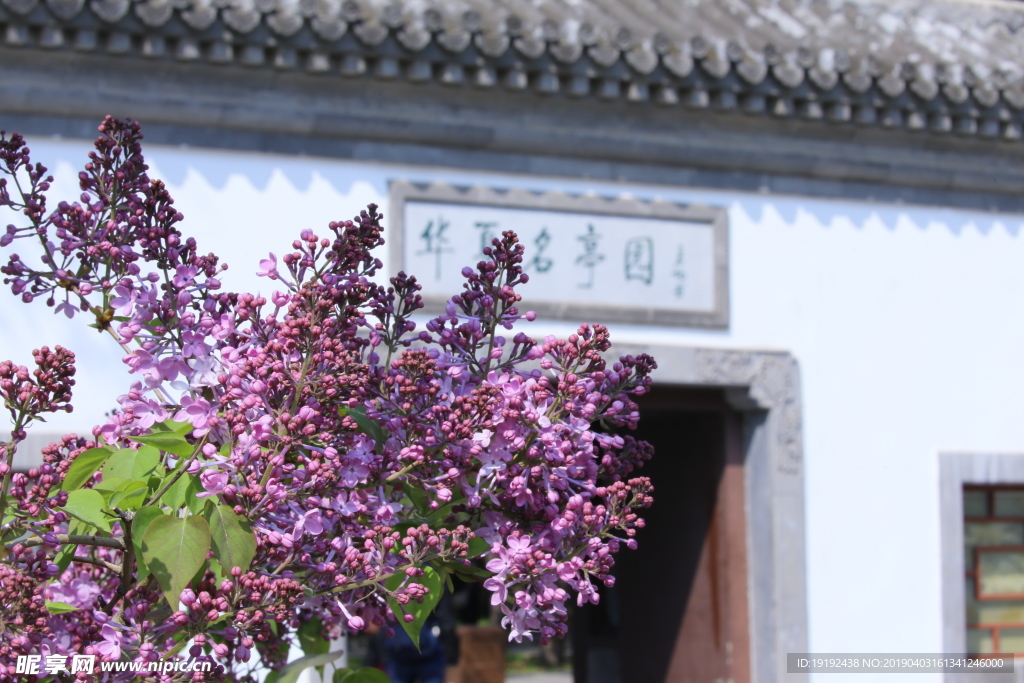 丁香花