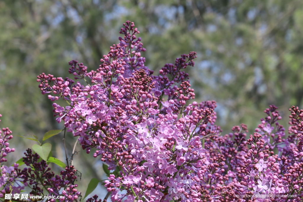 丁香花