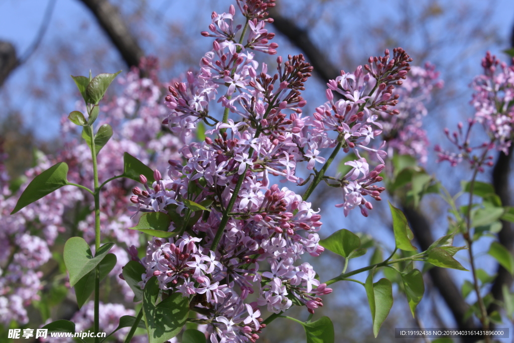 丁香花