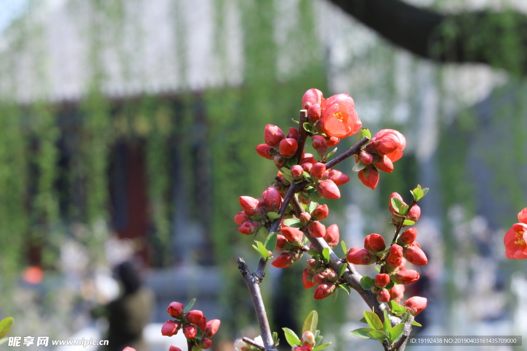 贴梗海棠花