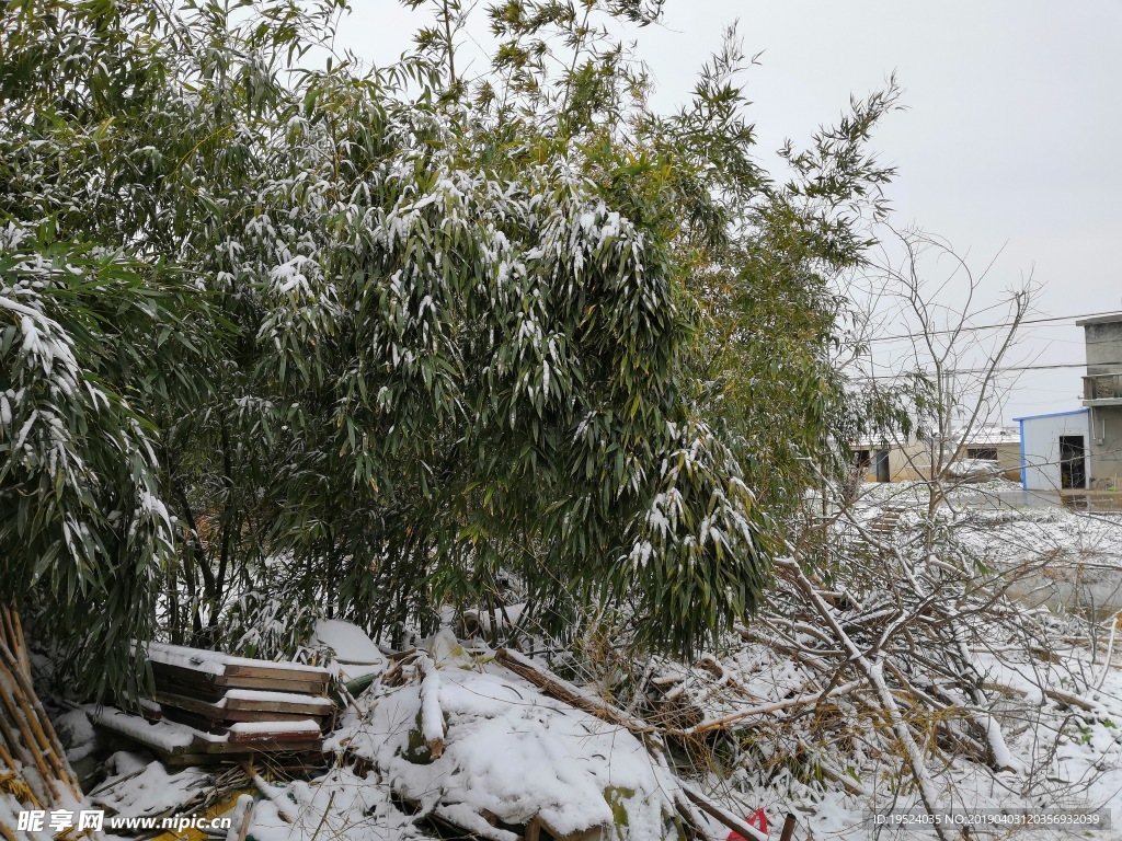 雪压竹