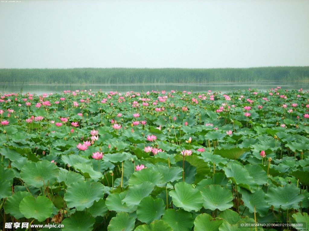 荷花