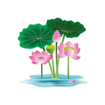 荷花